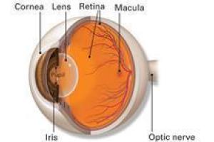 interior-eye-anatomy-basic-illustration-spotlight-size