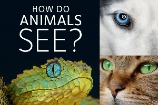 Jak vidí zvířata?