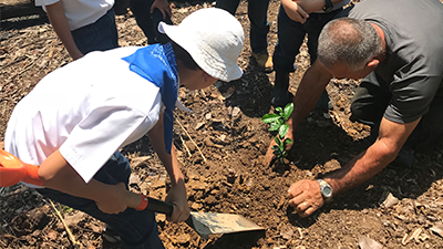 image_3_tree_planting